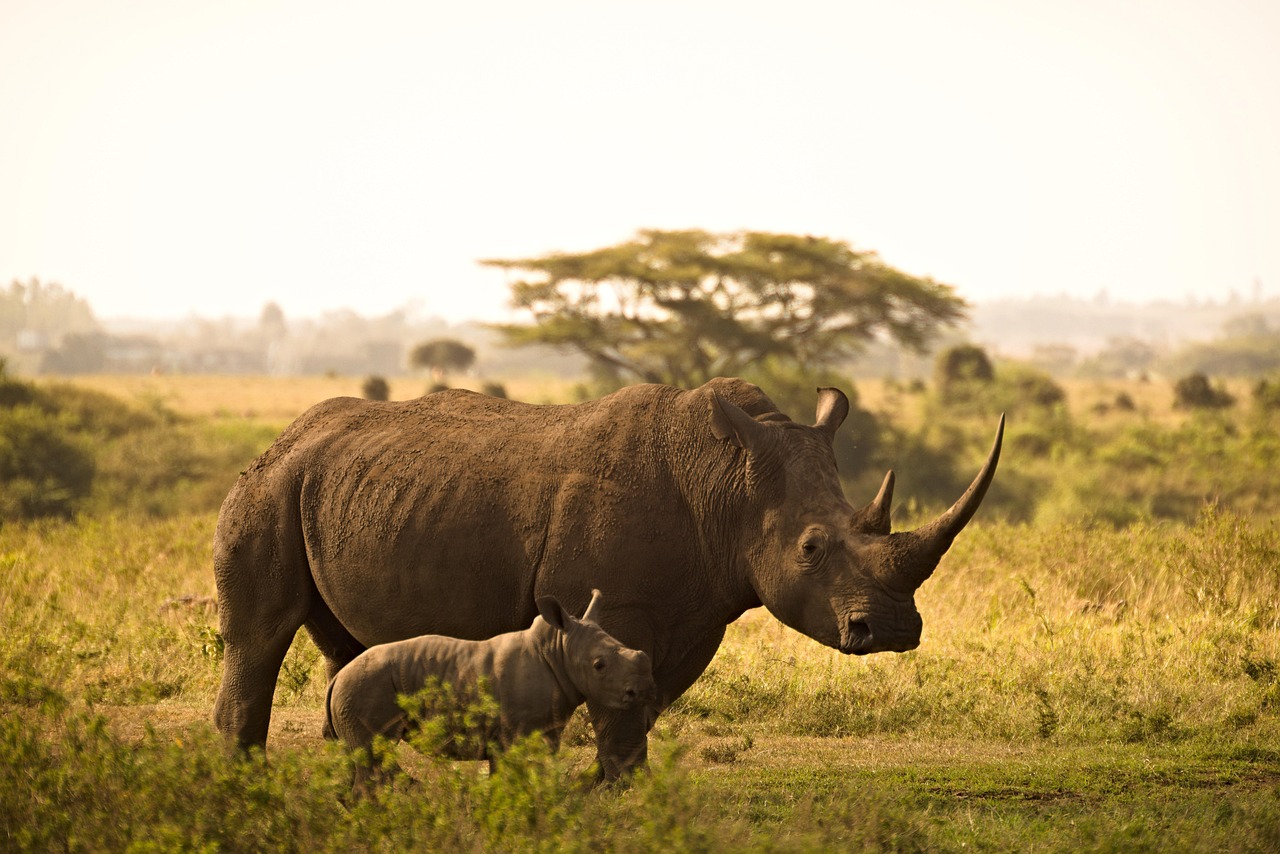 African Rhino